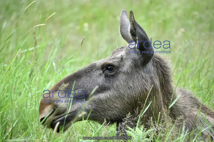 : Cow moose (Alces alces), elk in the grass, Germany : Cow moose (Alces alces), elk in the grass, Germany