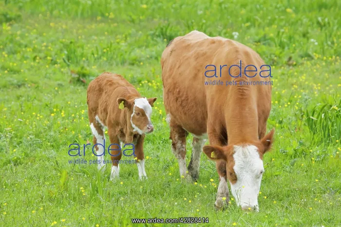 : Cow - Mother and Calf in Meadow : Cow - Mother and Calf in Meadow