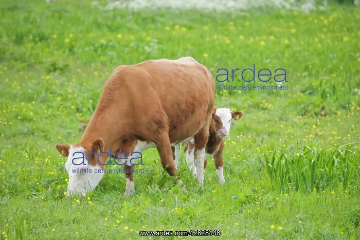 : Cow - Mother and Calf in Meadow : Cow - Mother and Calf in Meadow