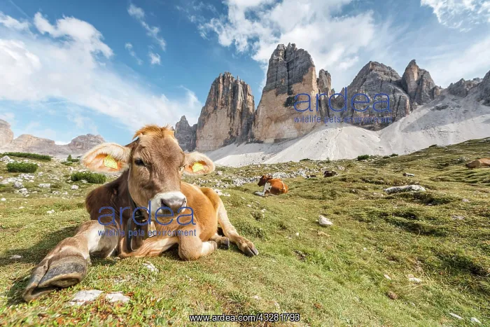 : Cow on a mountain pasture, North face of the Three : Cow on a mountain pasture, North face of the Three