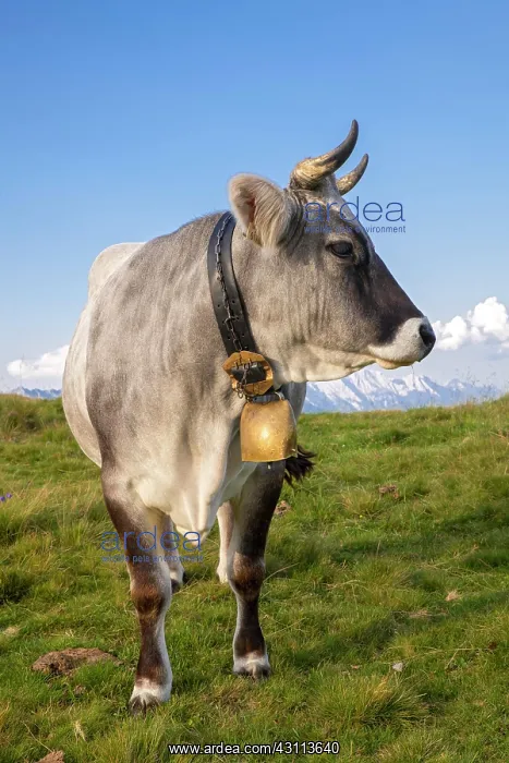 : Cow on the mountain pasture, Tyrolean grey cattle : Cow on the mountain pasture, Tyrolean grey cattle