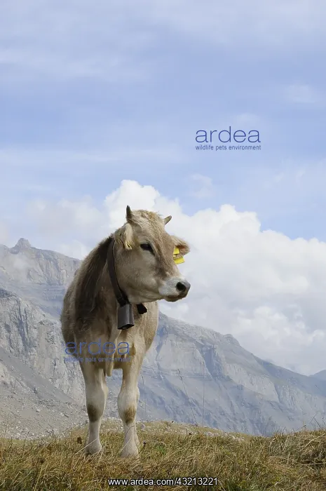 : Cow in the mountains in Switzerland : Cow in the mountains in Switzerland