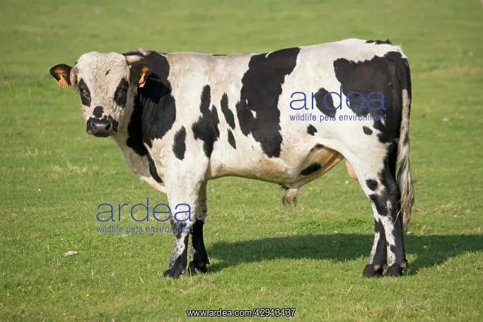 : Cow - Normande heifer standing looking : Cow - Normande heifer standing looking
