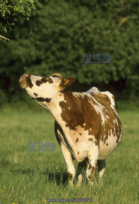 : Cow Normande x Hollandaise : Cow Normande x Hollandaise