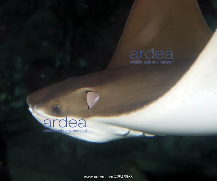 : Cow Nosed Ray - endangered species : Cow Nosed Ray - endangered species