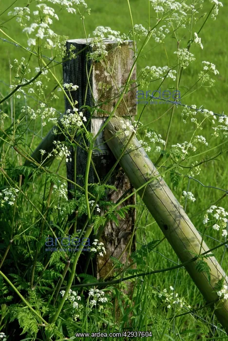 : Cow Parsley : Cow Parsley