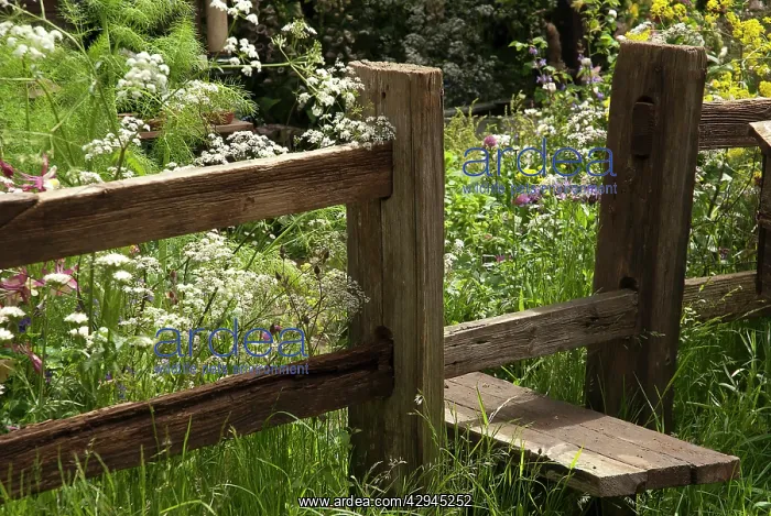 : Cow parsley : Cow parsley