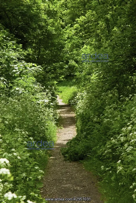 : Cow Parsley : Cow Parsley