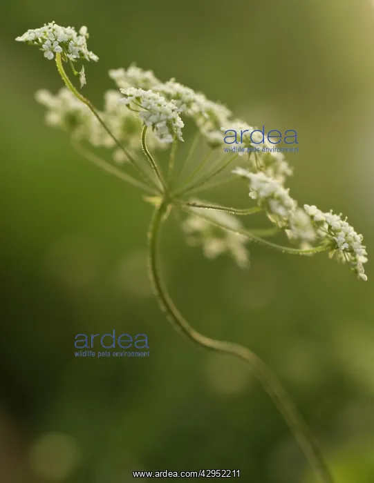 : Cow Parsley : Cow Parsley