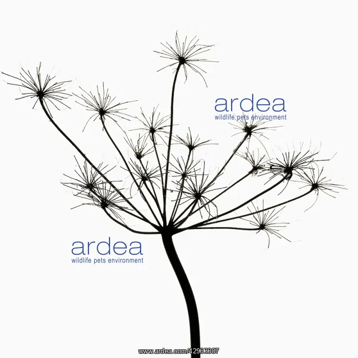 : Cow Parsley : Cow Parsley