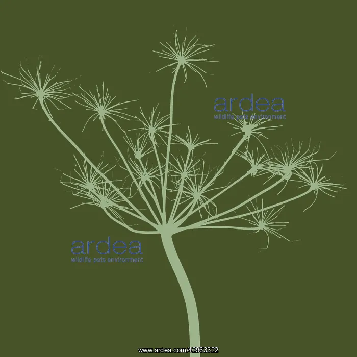 : Cow Parsley : Cow Parsley