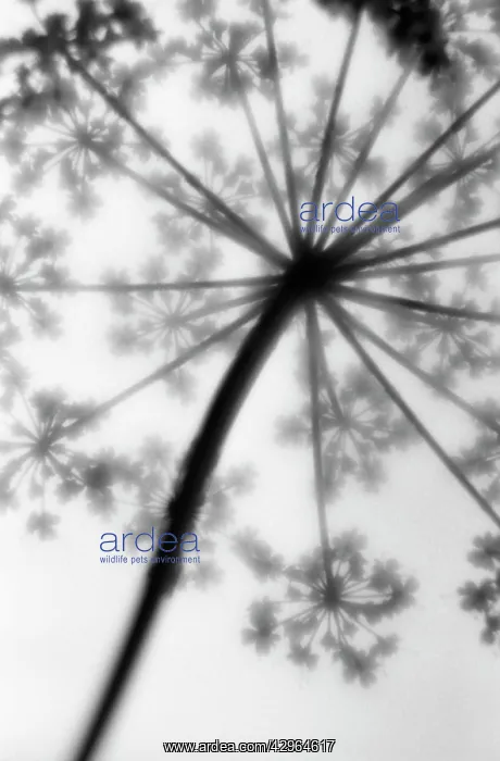 : Cow Parsley : Cow Parsley