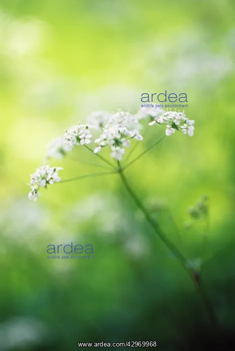 : Cow Parsley : Cow Parsley