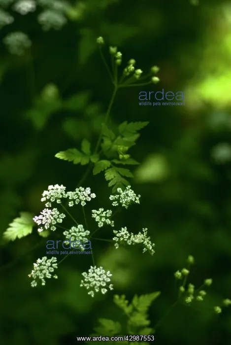 : Cow Parsley : Cow Parsley