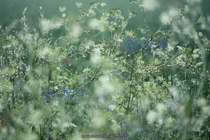 : Cow Parsley : Cow Parsley