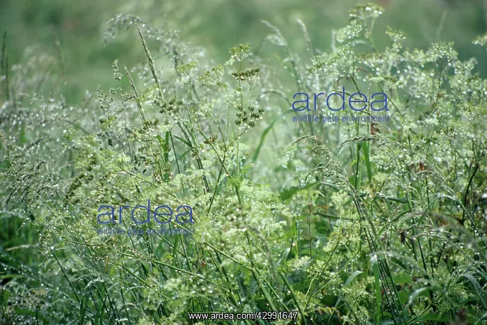: Cow Parsley : Cow Parsley