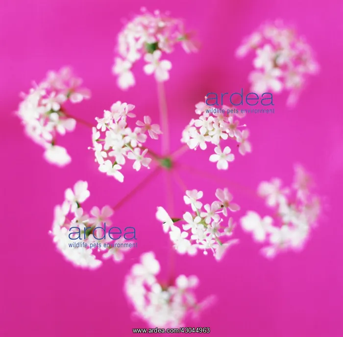 : Cow Parsley : Cow Parsley