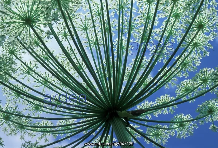 : Cow Parsley : Cow Parsley