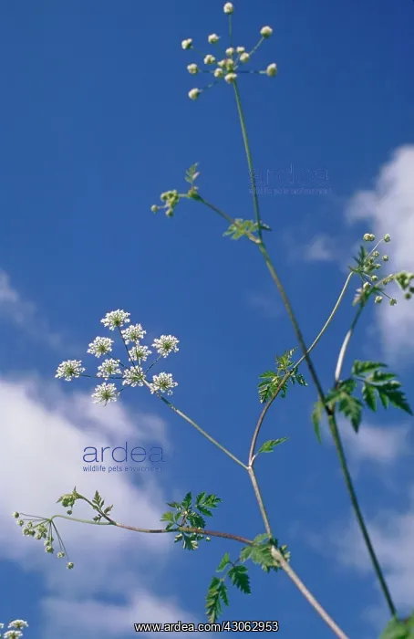 : Cow Parsley : Cow Parsley
