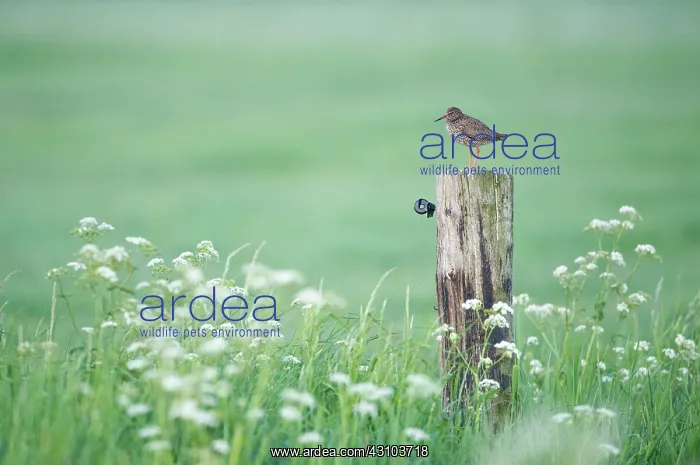 : Cow Parsley : Cow Parsley
