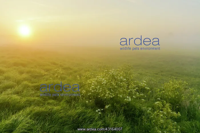 : Cow Parsley : Cow Parsley