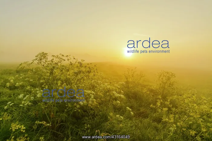  : Cow Parsley
