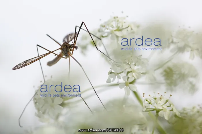 : Cow Parsley : Cow Parsley
