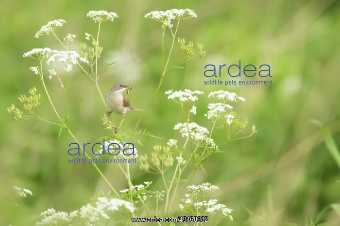 : Cow Parsley : Cow Parsley