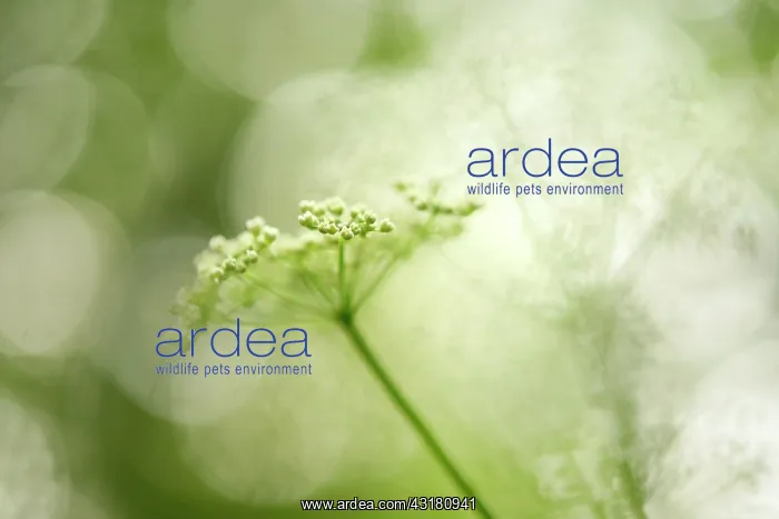 : Cow Parsley : Cow Parsley