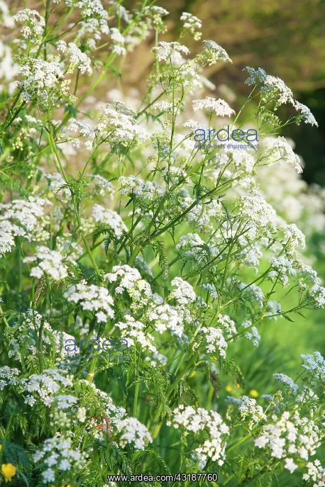 : Cow Parsley : Cow Parsley