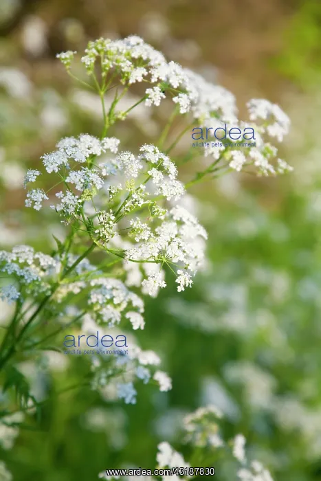 : Cow Parsley : Cow Parsley