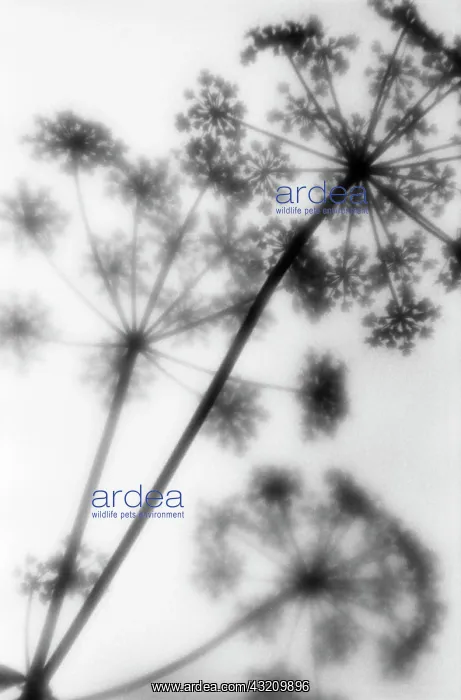 : Cow parsley : Cow parsley