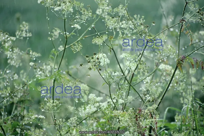: Cow Parsley : Cow Parsley