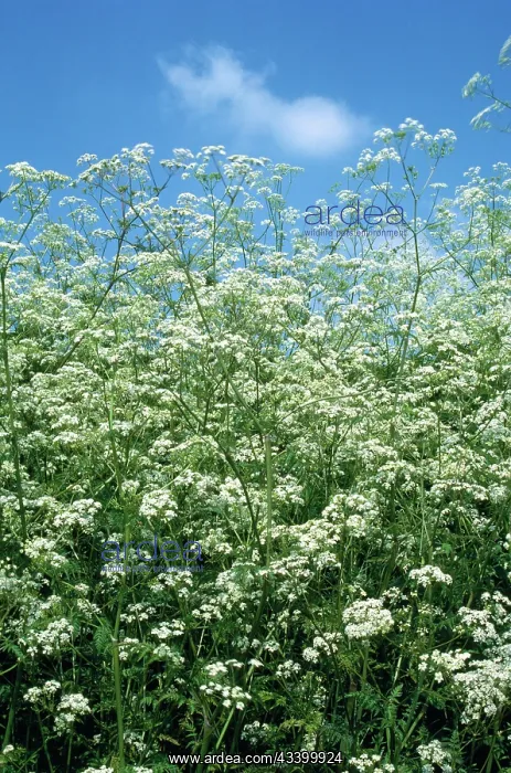  : Cow Parsley