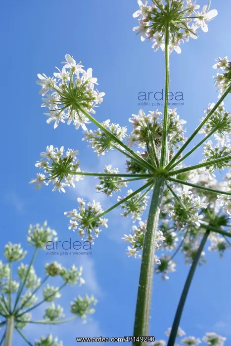 : Cow Parsley, Anthriscus sylvestris, Close up showing umbelli : Cow Parsley, Anthriscus sylvestris, Close up showing umbelli