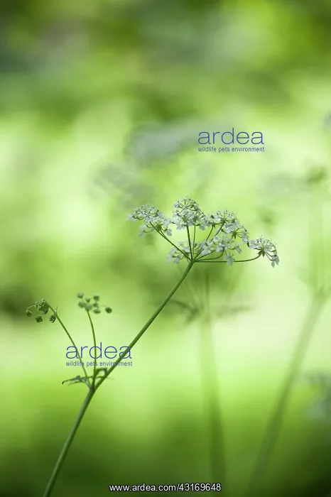 : Cow parsley, Anthriscus sylvestris, a single umbel with buds : Cow parsley, Anthriscus sylvestris, a single umbel with buds