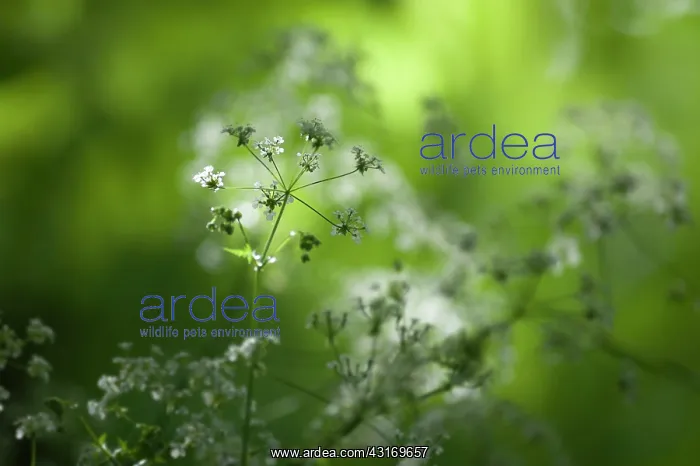 : Cow parsley, Anthriscus sylvestris, a single umbel with buds : Cow parsley, Anthriscus sylvestris, a single umbel with buds