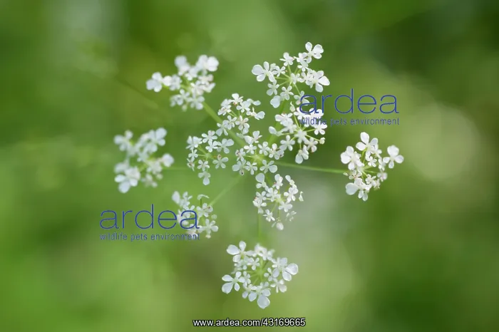 : Cow parsley, Anthriscus sylvestris, a single umbel viewed fr : Cow parsley, Anthriscus sylvestris, a single umbel viewed fr