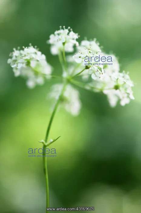 : Cow parsley, Anthriscus sylvestris, a single umbel viewed fr : Cow parsley, Anthriscus sylvestris, a single umbel viewed fr
