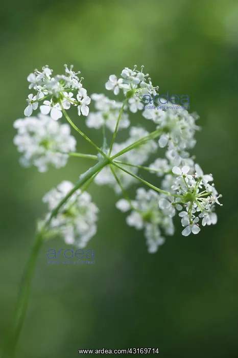 : Cow parsley, Anthriscus sylvestris, a single umbel viewed fr : Cow parsley, Anthriscus sylvestris, a single umbel viewed fr