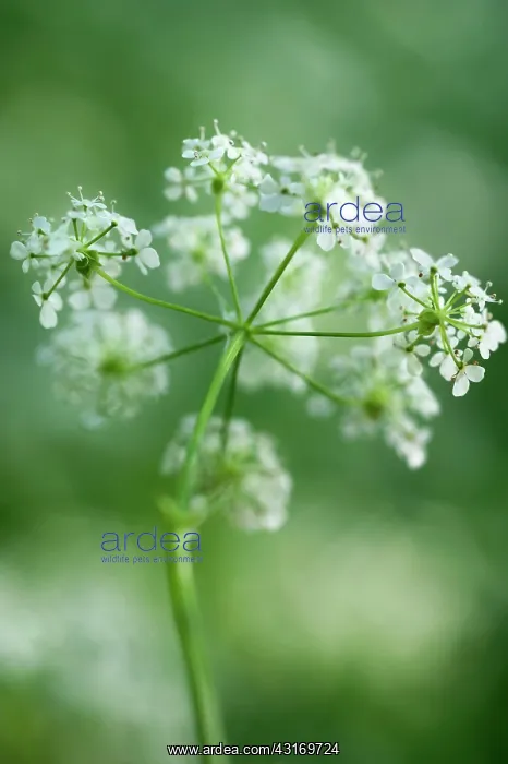 : Cow parsley, Anthriscus sylvestris, a single umbel viewed fr : Cow parsley, Anthriscus sylvestris, a single umbel viewed fr