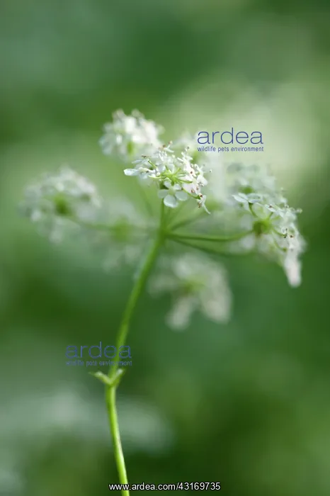 : Cow parsley, Anthriscus sylvestris, a single umbel viewed fr : Cow parsley, Anthriscus sylvestris, a single umbel viewed fr