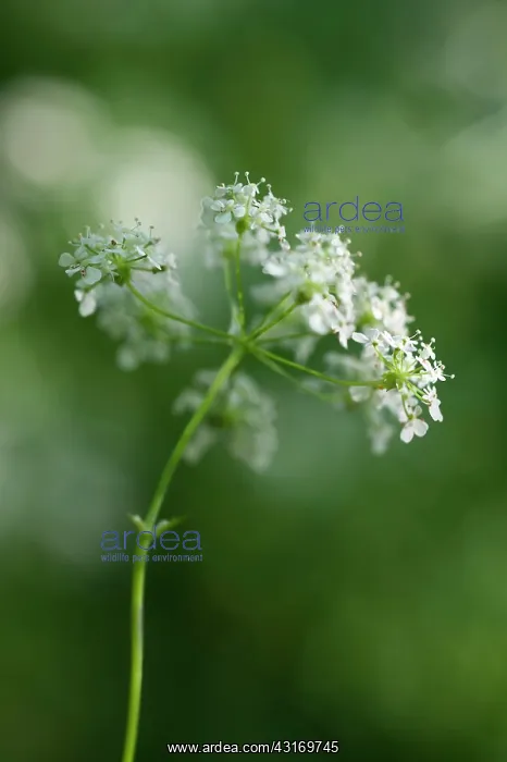 : Cow parsley, Anthriscus sylvestris, a single umbel viewed fr : Cow parsley, Anthriscus sylvestris, a single umbel viewed fr