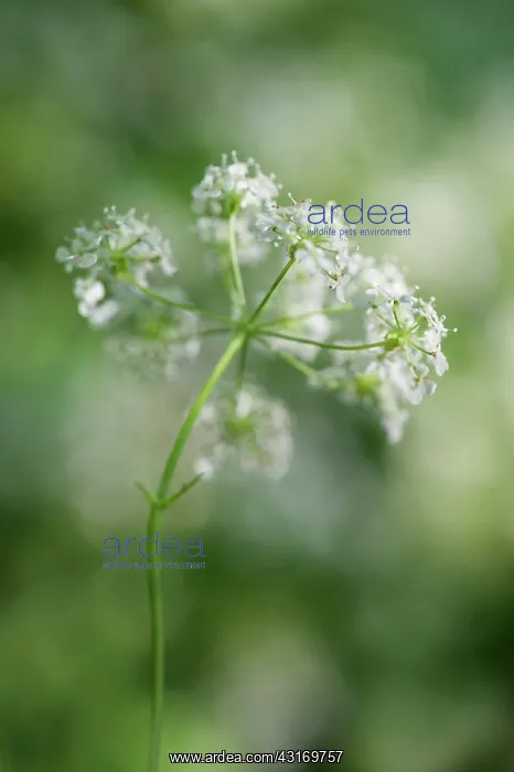 : Cow parsley, Anthriscus sylvestris, a single umbel viewed fr : Cow parsley, Anthriscus sylvestris, a single umbel viewed fr