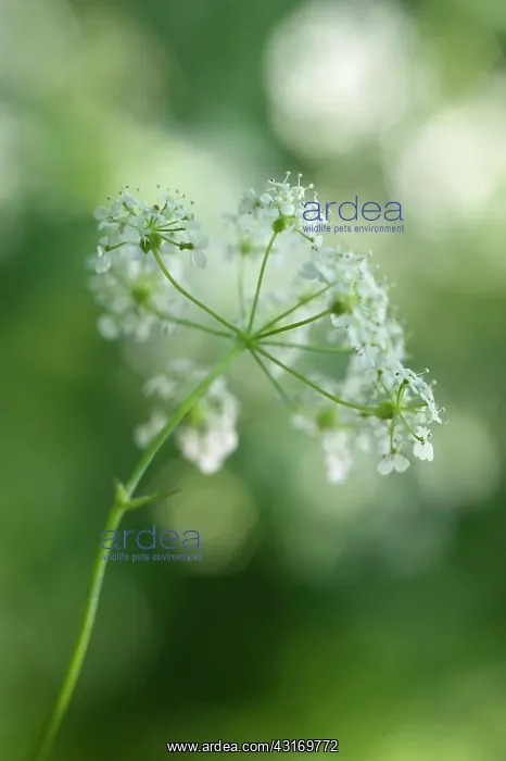 : Cow parsley, Anthriscus sylvestris, a single umbel viewed fr : Cow parsley, Anthriscus sylvestris, a single umbel viewed fr