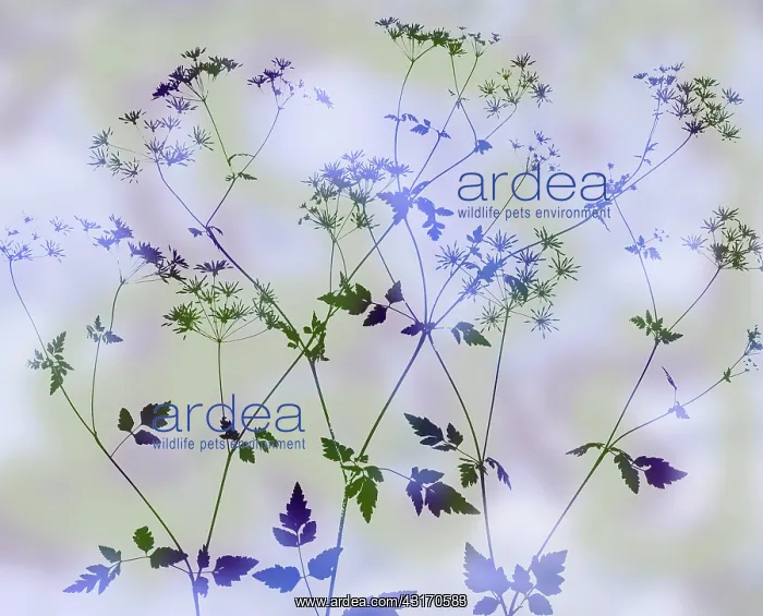 : Cow parsley, Anthriscus sylvestris. abstract silhouette of s : Cow parsley, Anthriscus sylvestris. abstract silhouette of s