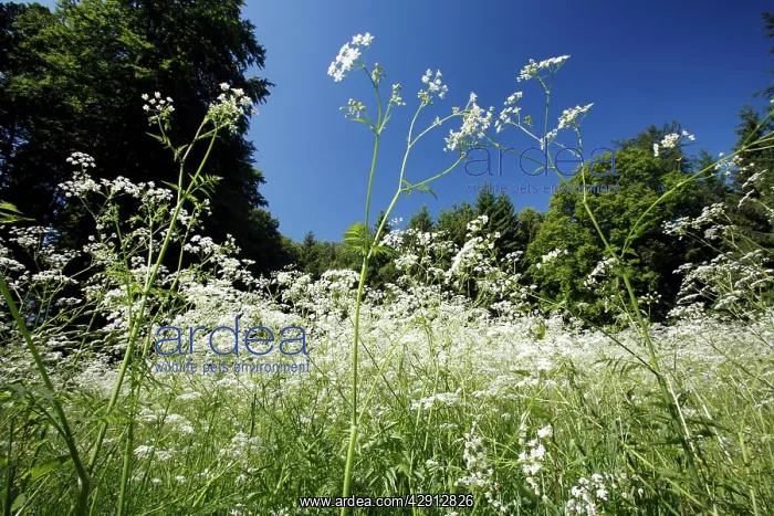: Cow Parsley - flowering on forest glade : Cow Parsley - flowering on forest glade
