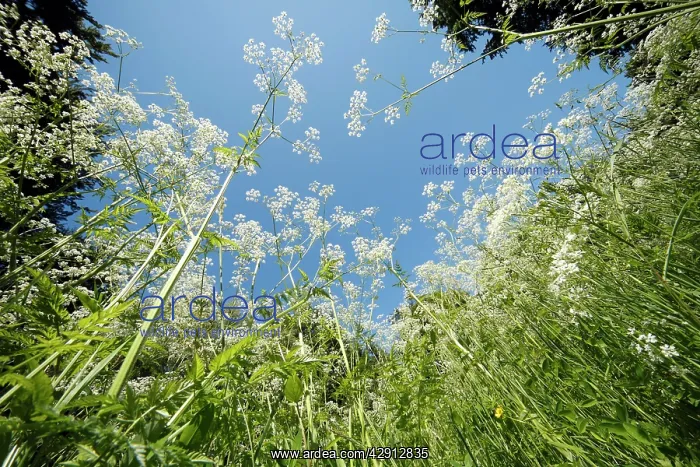 : Cow Parsley - flowering on forest glade : Cow Parsley - flowering on forest glade