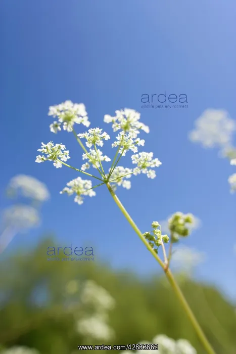 : Cow Parsley Flowers : Cow Parsley Flowers