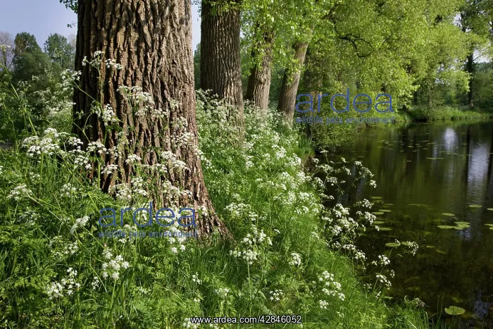 : Cow Parsley - growing next to pond : Cow Parsley - growing next to pond